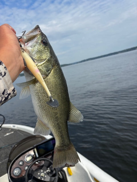 6" WEIGHTED SWIM BAIT