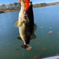 4” swim bait straight tail (chatter bait trailer)