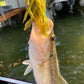 4” beaver